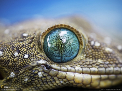 Wallpapers - National Geographic - Animals (80 wallpapers)