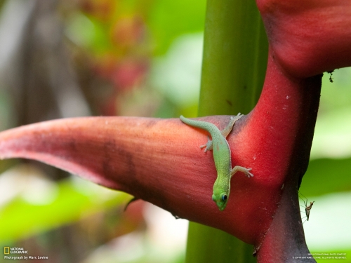 Wallpapers - National Geographic - Animals (80 wallpapers)