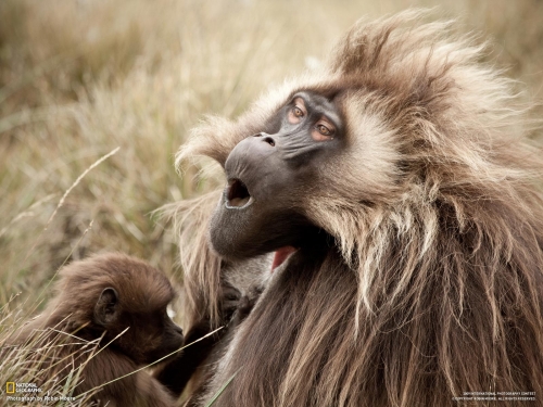 Wallpapers - National Geographic - Animals (80 wallpapers)