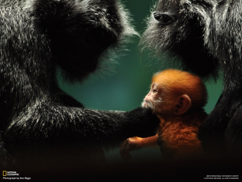 Wallpapers - National Geographic - Animals (80 wallpapers)