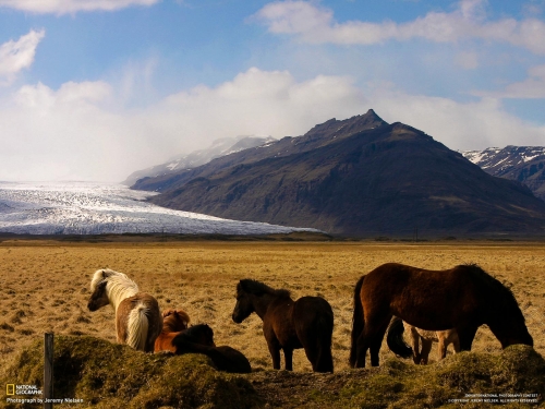 Wallpapers - National Geographic - Animals (80 wallpapers)