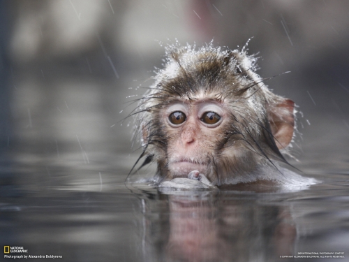 Wallpapers - National Geographic - Animals (80 wallpapers)