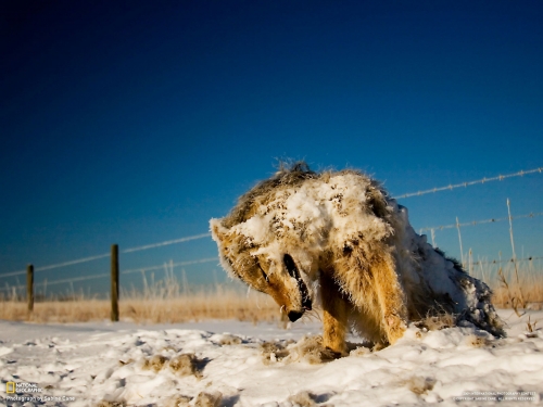 Wallpapers - National Geographic - Animals (80 wallpapers)