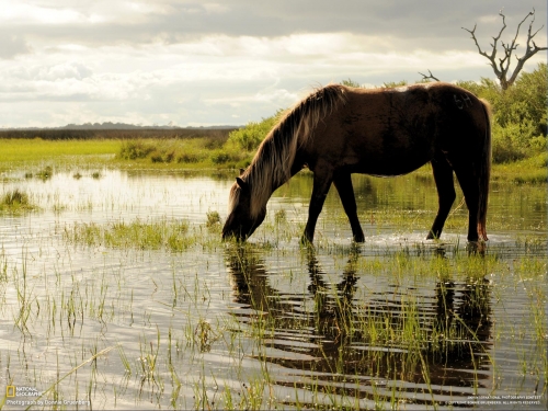 Wallpapers - National Geographic - Animals (80 wallpapers)