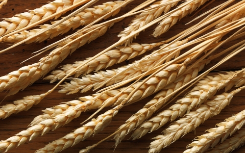 Wheat Fields Wallpapers (80 wallpapers)