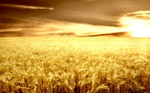 Wheat Fields Wallpapers (80 wallpapers)