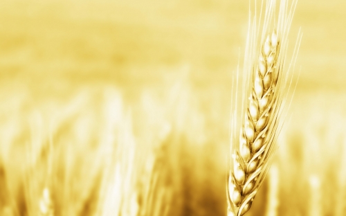 Wheat Fields Wallpapers (80 wallpapers)