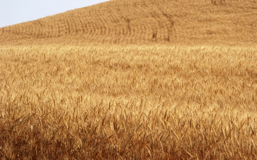 Wheat Fields Wallpapers (80 wallpapers)