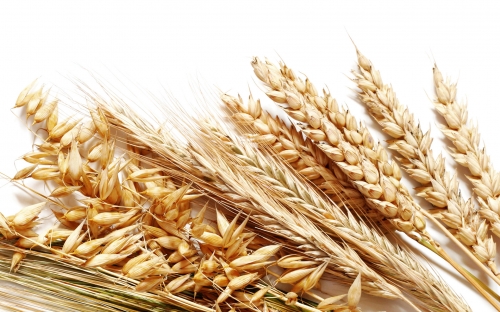 Wheat Fields Wallpapers (80 wallpapers)