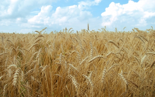 Wheat Fields Wallpapers (80 wallpapers)