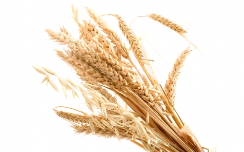 Wheat Fields Wallpapers (80 wallpapers)