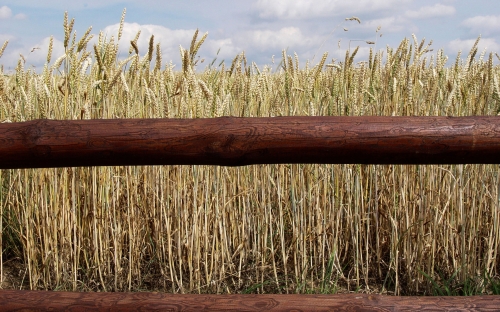 Wheat Fields Wallpapers (80 wallpapers)