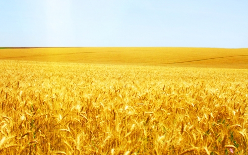 Wheat Fields Wallpapers (80 wallpapers)