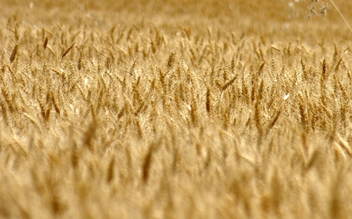 Wheat Fields Wallpapers (80 wallpapers)