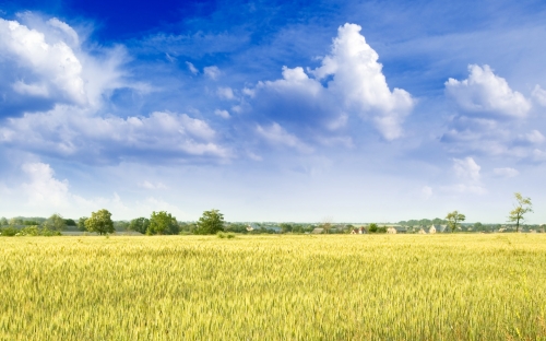 Wheat Fields Wallpapers (80 wallpapers)