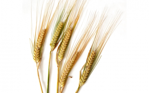 Wheat Fields Wallpapers (80 wallpapers)