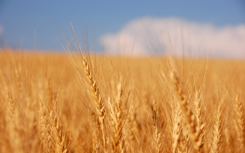 Wheat Fields Wallpapers (80 wallpapers)