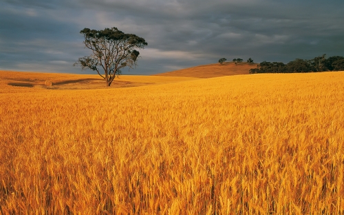 Wheat Fields Wallpapers (80 wallpapers)