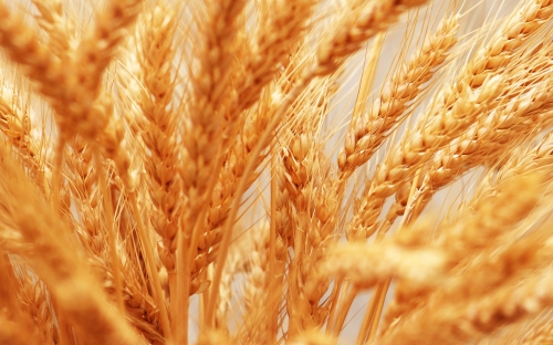 Wheat Fields Wallpapers (80 wallpapers)