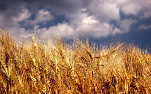 Wheat Fields Wallpapers (80 wallpapers)