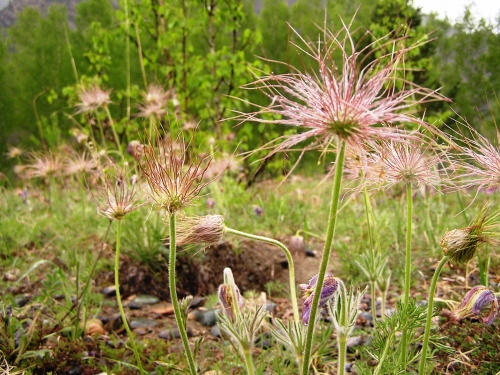 Beauty of Altai Mountains (80 wallpapers)