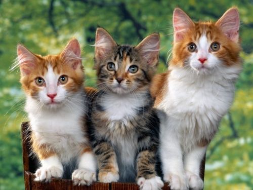 Wallpaper with cats (62 wallpapers)