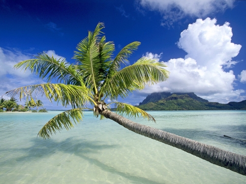 Tropical paradise (53 wallpapers)