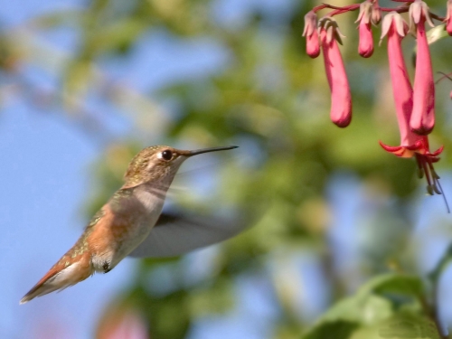 Wallpapers - Hummingbird Pack (48 wallpapers)