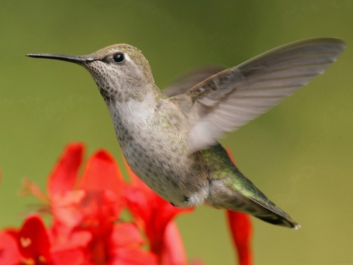 Wallpapers - Hummingbird Pack (48 wallpapers)