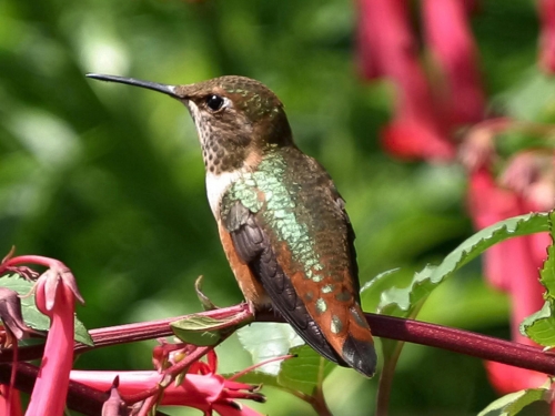 Wallpapers - Hummingbird Pack (48 wallpapers)