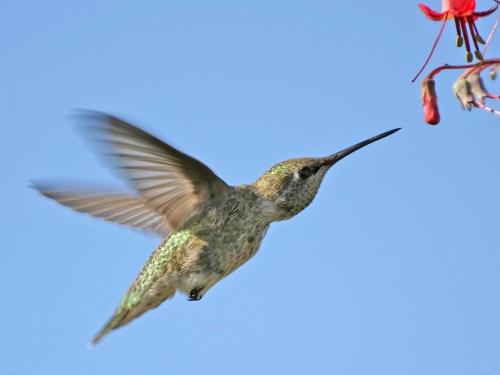 Wallpapers - Hummingbird Pack (48 wallpapers)