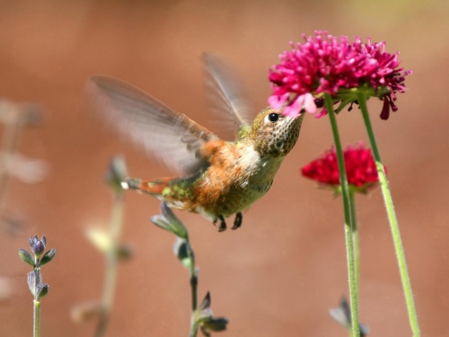 Wallpapers - Hummingbird Pack (48 wallpapers)