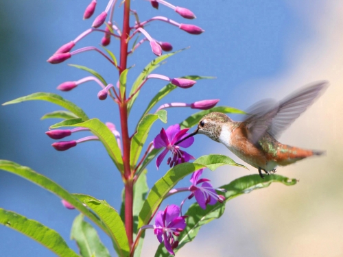 Wallpapers - Hummingbird Pack (48 wallpapers)