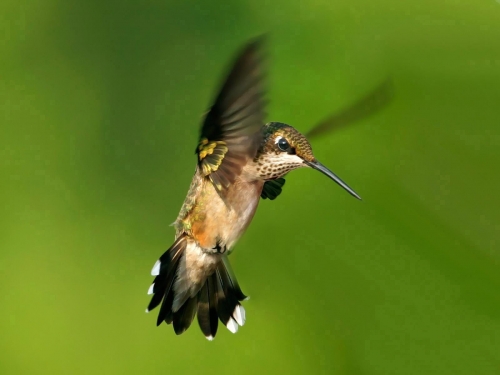 Wallpapers - Hummingbird Pack (48 wallpapers)