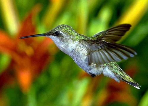 Wallpapers - Hummingbird Pack (48 wallpapers)