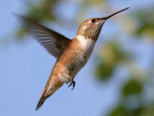 Wallpapers - Hummingbird Pack (48 wallpapers)