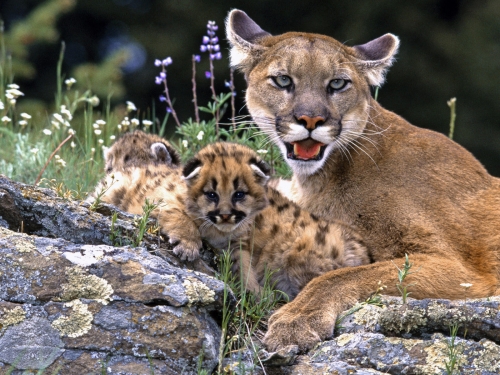 Wallpapers - Wild Cats Pack#2 (50 wallpapers)