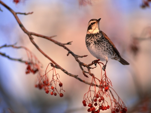 Birds Wallpapers HQ (34 wallpapers)