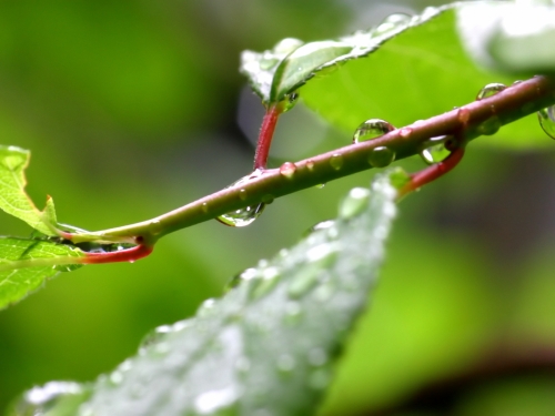 Wallpaper with leaves and dew (30 wallpapers)