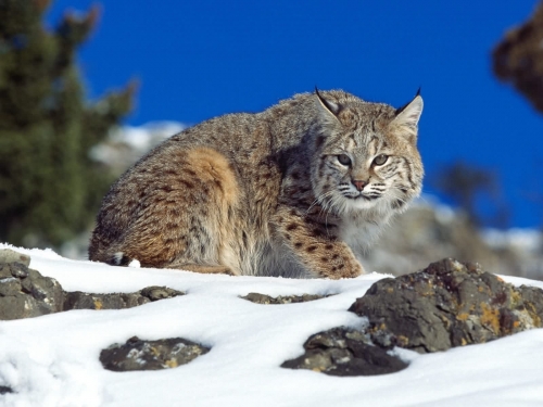 Wallpapers - Wild Cats Pack#3 (100 wallpapers)