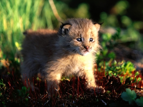 Wallpapers - Wild Cats Pack#3 (100 wallpapers)