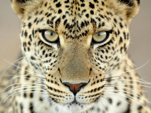 Wallpapers - Wild Cats Pack#3 (100 wallpapers)