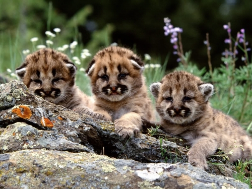 Wallpapers - Wild Cats Pack#3 (100 wallpapers)