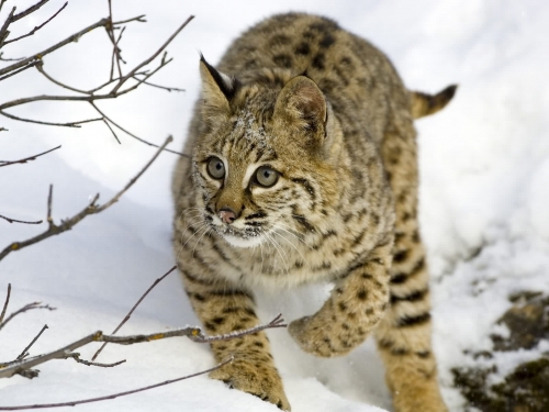 Wallpapers - Wild Cats Pack#3 (100 wallpapers)