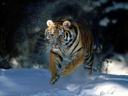 Wallpapers - Wild Cats Pack#3 (100 wallpapers)