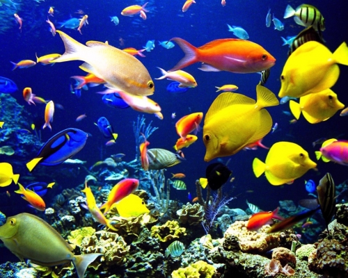 Beautiful Life Under the Sea Wallpapers (100 wallpapers)