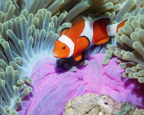 Beautiful Life Under the Sea Wallpapers (100 wallpapers)