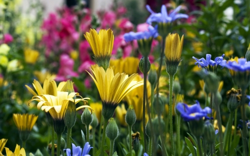 Flowers WideScreen Wallpapers 13 (80 wallpapers)