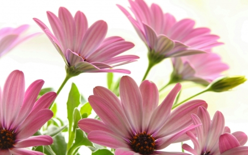 Flowers WideScreen Wallpapers 13 (80 wallpapers)