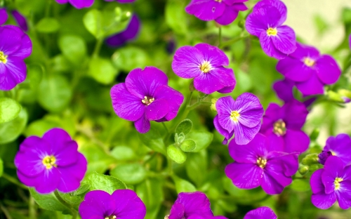 Flowers WideScreen Wallpapers 13 (80 wallpapers)